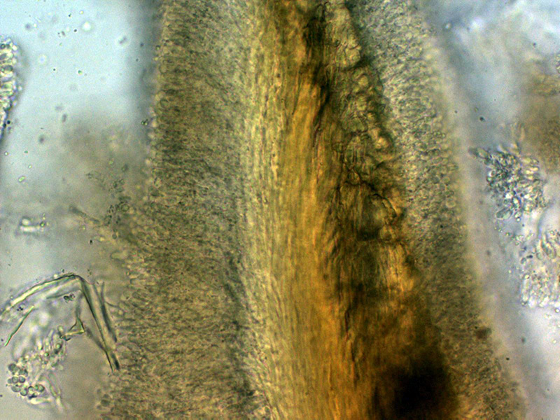 Un hydnoide corticale da identificare